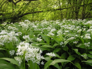 blühender Bärlauch blühender Bärlauch