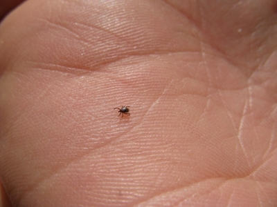 Zecken Tamara Hoffmann pixelio.de