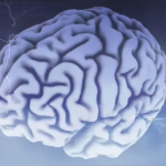 Schlaganfall - Das Gehirn Detail