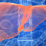 die menschliche Leber © Leberhilfe