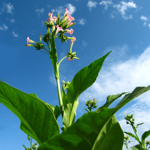 Rainer Sturm pixelio.de