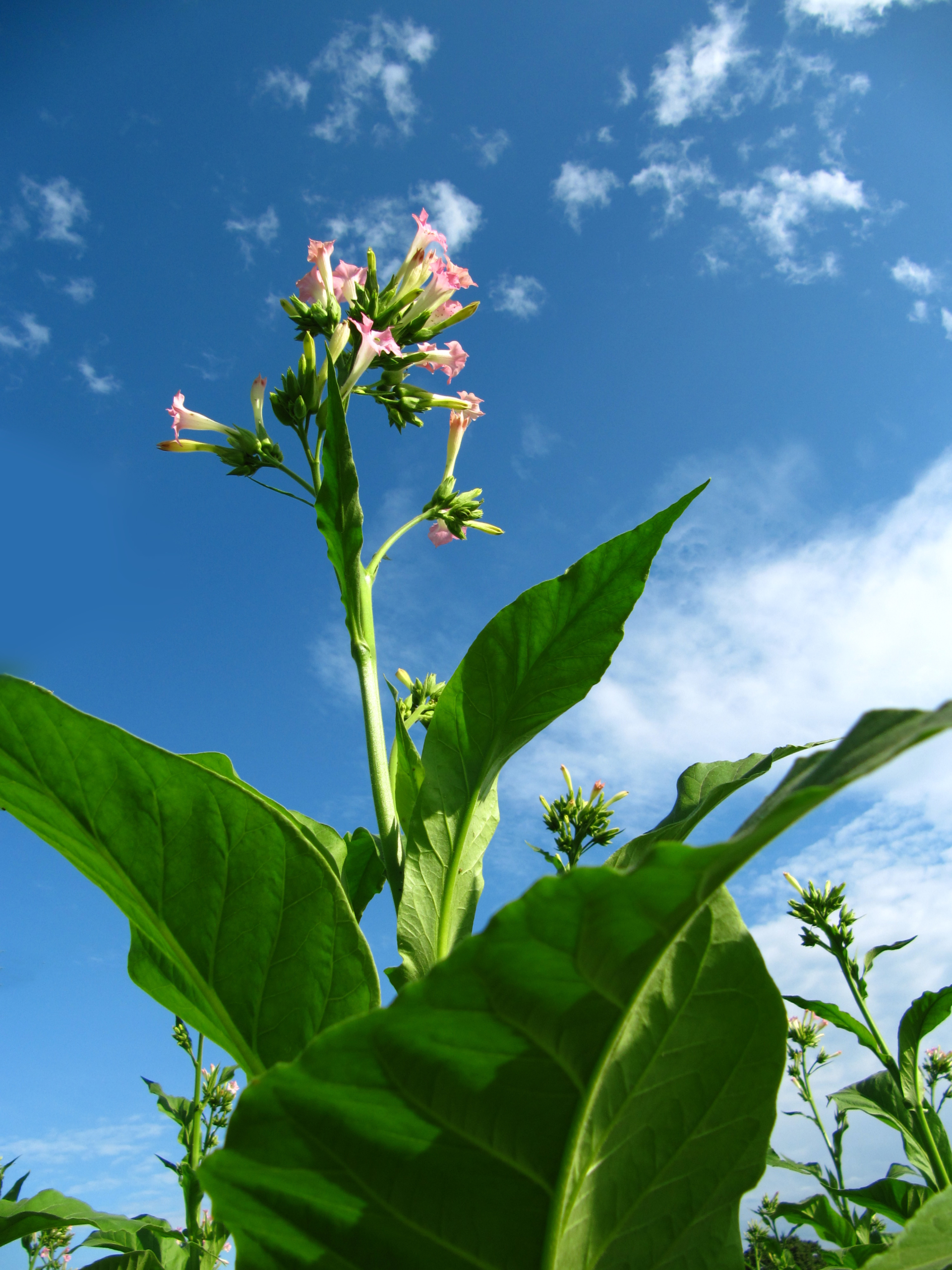 Rainer Sturm pixelio.de