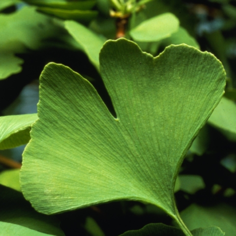 Gingko biloba
